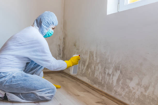 Professional mold removal team in Glen Arm
